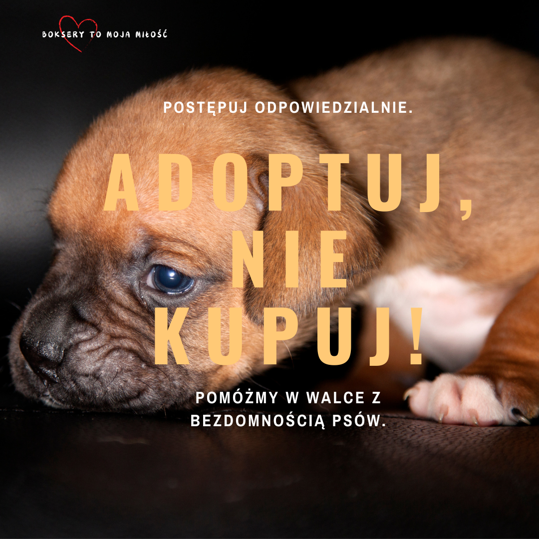 Adoptuj boksera